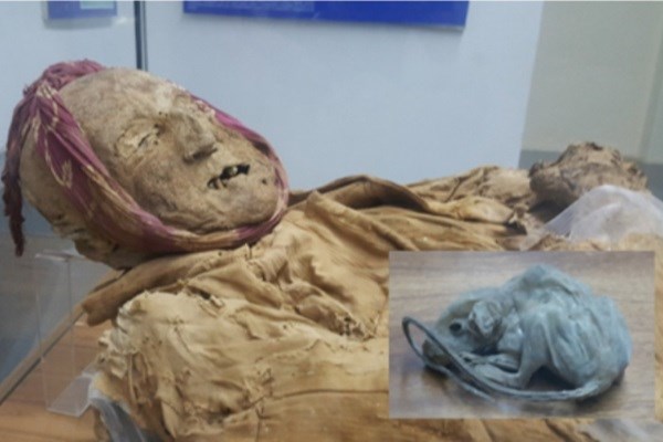 ماجرای نگهبان کلیسایی که جسد مومیایی‌اش در کنار یک موش و در یک خمره یافت شد + تصاویر