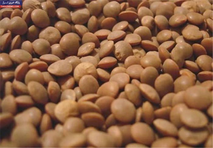 تامین عدس کشور از کانادا و اسپانیا