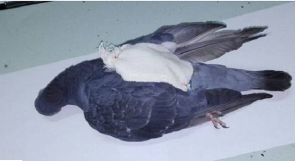 کبوتر قاچاقچی به ضرب گلوله پلیس کشته شد! + عکس
