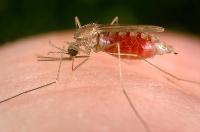 هشدارِ شیوع مالاریا در ونزوئلا