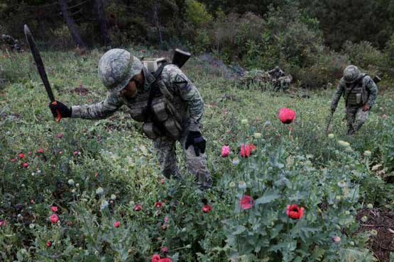 مبارزه با کشت خشخاش در مکزیک +عکس