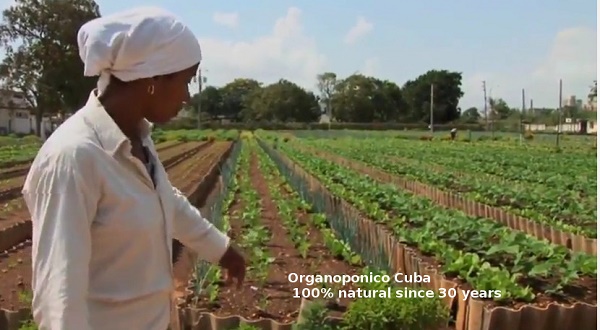 کوبا به دنبال افزایش تولید محصولات بخش کشاورزی است/ فرآیند کنونی اصلاحات به نفع مراکز تولیدی به خصوص تعاونی ها است