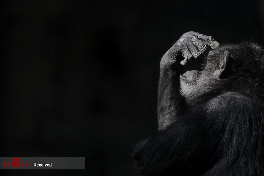 حیوانات باغ وحش تعطیل شده بوینس آیرس‎+تصاویر