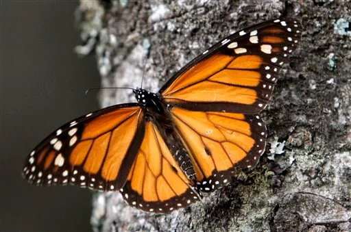 کاهش جمعیت پروانه‌های شهریار در جنگل‌های مکزیک